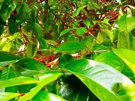a large tree with many leaves and a bird photo