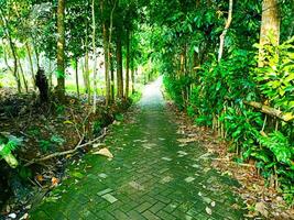 a path in the jungle with trees and plants photo