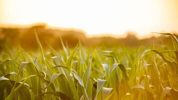A serene summer sunset over a lush cornfield captures the essence of agricultural growth and harvest season photo