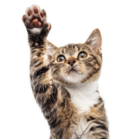 Adorable tabby kitten is playing with raised paw. Cat showing high five gesture png