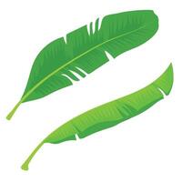 Set of Banana Leaf vector