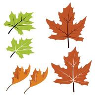 Set of Maple Leaf vector