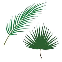 Set of Palm Leaf vector