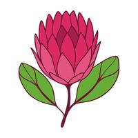 Protea flower, stylized drawn with color. Isolated bud on branch. vector