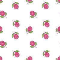 Pattern Protea flowers on white background. vector