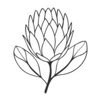 Protea flower contour black line art, stylized drawing isolated on white background. vector