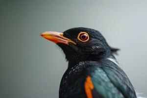 Hill myna in studio isolated on black background photo