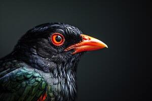 Hill myna in studio isolated on black background photo