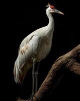 Siberian Crane bird standing on the rooted in studio isolated on black background photo