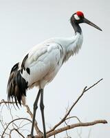 Siberian Crane bird standing on the rooted in studio isolated on white background photo
