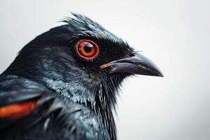 Hill myna in studio isolated on White background photo