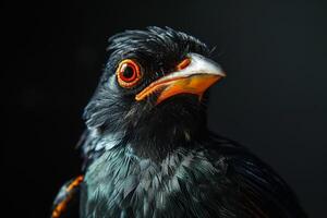 Hill myna in studio isolated on black background photo
