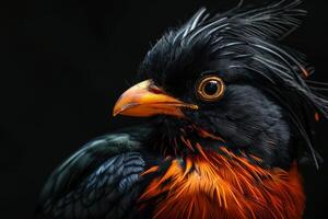Crested myna in studio isolated on black background photo