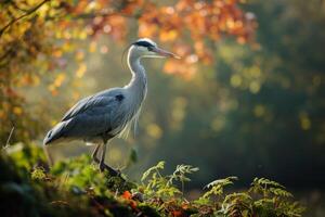 Grey Heron bird standing in the natural habitat photo