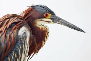 Tricolored Heron bird in studio isolated on white background photo