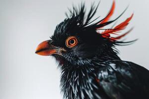Crested myna in studio isolated on white background photo
