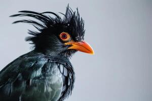 Crested myna in studio isolated on grey background photo