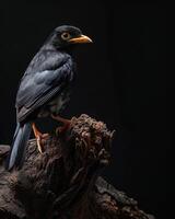 Hill myna on the rooted in studio isolated on black background photo