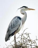 Grey Heron bird standing on the rooted in studio isolated on white background photo