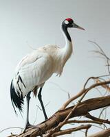 Siberian Crane bird standing on the rooted in studio isolated on white background photo