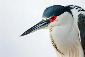 Black crowned Night Heron bird in studio isolated on white background photo