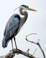 Great Blue Heron bird standing on the rooted in studio isolated on white background photo