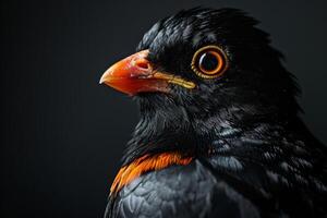 Hill myna in studio isolated on black background photo