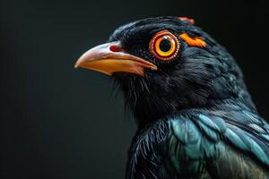 Hill myna in studio isolated on black background photo