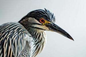 Yellow crowned Night Heron bird in studio isolated on white background photo