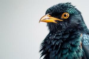 Hill myna in studio isolated on white background photo