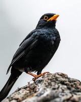 Hill myna on the rooted in studio isolated on white background photo
