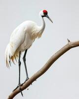 Siberian Crane bird standing on the rooted in studio isolated on white background photo