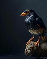 Hill myna on the rooted in studio isolated on black background photo