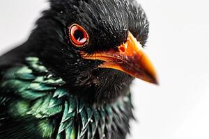 Hill myna in studio isolated on White background photo