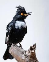 Crested myna on the rooted in studio isolated on white background photo
