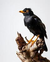 Hill myna on the rooted in studio isolated on white background photo
