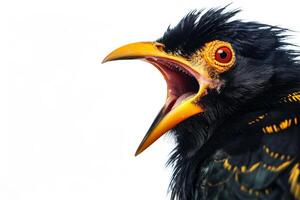 Hill myna in studio isolated on white background photo