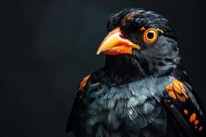Hill myna in studio isolated on black background photo