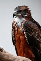 Javan Hawk Eagle bird on the rooted in studio isolated on white background photo