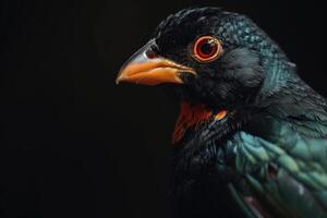 Hill myna in studio isolated on black background photo