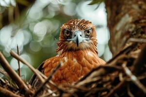Javan Hawk Eagle bird on the rooted in natural habitat photo