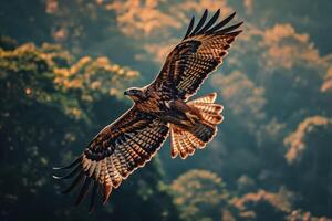 Javan Hawk Eagle bird flying in the natural habitat photo