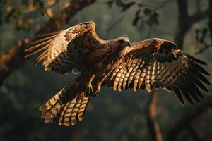 Javan Hawk Eagle bird flying in the natural habitat photo