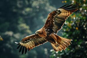 Javan Hawk Eagle bird flying in the natural habitat photo