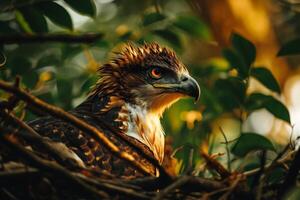 Javan Hawk Eagle bird on the rooted in natural habitat photo