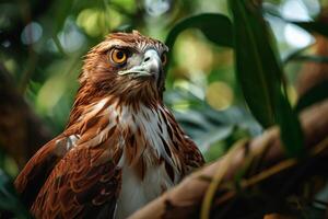 Javan Hawk Eagle bird on the rooted in natural habitat photo
