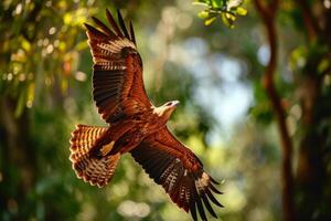Javan Hawk Eagle bird flying in the natural habitat photo