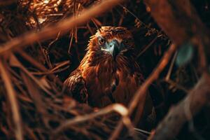 Javan Hawk Eagle bird on the rooted in natural habitat photo