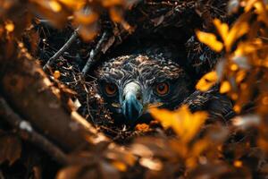Javan Hawk Eagle bird on the rooted in natural habitat photo