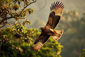 Javan Hawk Eagle bird flying in natural habitat photo